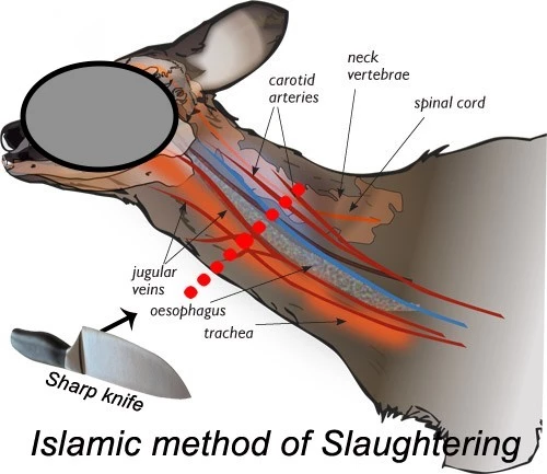 islamic-method-of-slaughterinf